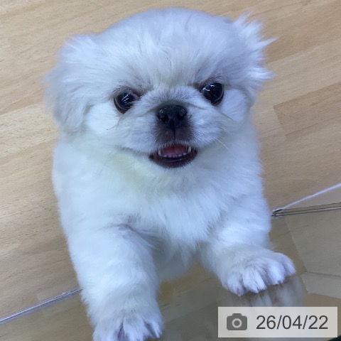 香川県のペキニーズ (ペットプラス 綾川店/2026年2月18日生まれ/女の子/ホワイト)の子犬の4枚目の画像