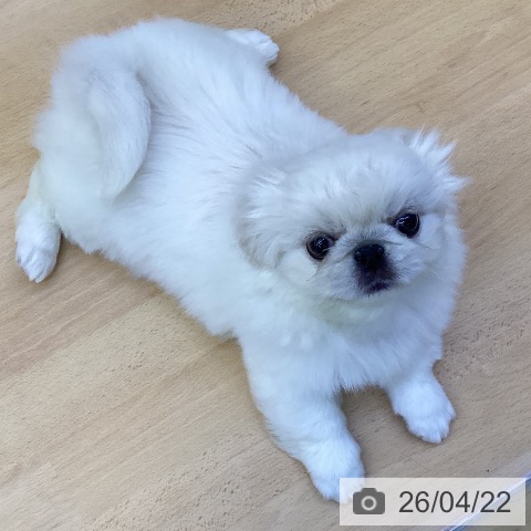 香川県のペキニーズ (ペットプラス 綾川店/2026年2月18日生まれ/女の子/ホワイト)の子犬の3枚目の画像