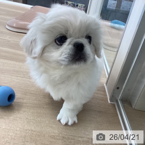 ペキニーズの写真