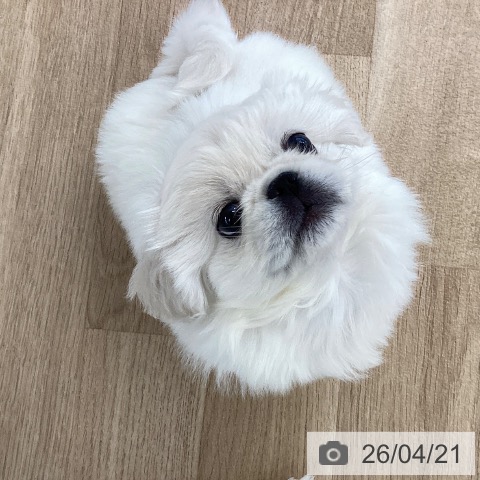 ペキニーズの写真