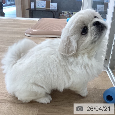 ペキニーズの写真