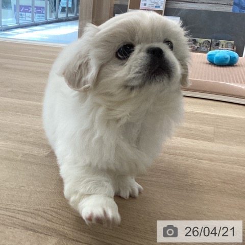 ペキニーズの写真