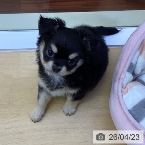 香川県のチワワ(ロング) (ペットプラス 綾川店/2026年2月18日生まれ/男の子/ブラッククリーム)の子犬の4枚目の画像