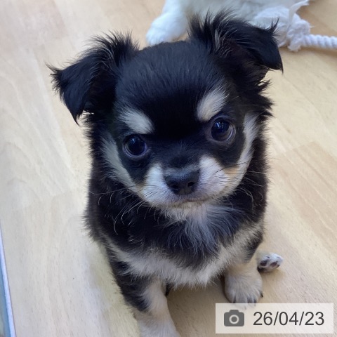 香川県のチワワ(ロング) (ペットプラス 綾川店/2026年2月18日生まれ/男の子/ブラッククリーム)の子犬の3枚目の画像