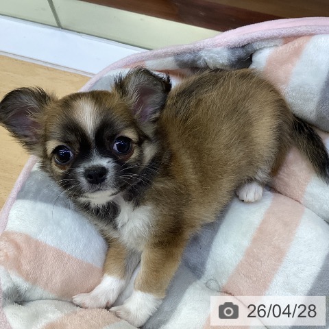 香川県のチワワ(ロング) (ペットプラス 綾川店/2026年2月18日生まれ/女の子/レッドホワイト)の子犬の4枚目の画像