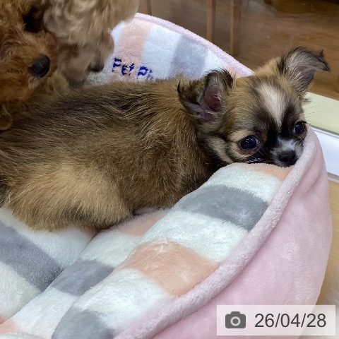 香川県のチワワ(ロング) (ペットプラス 綾川店/2026年2月18日生まれ/女の子/レッドホワイト)の子犬の3枚目の画像