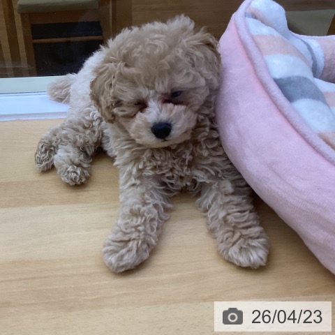 香川県のトイプードル(トイ) (ペットプラス 綾川店/2026年2月12日生まれ/男の子/ペールフォーン)の子犬の3枚目の画像