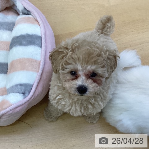 香川県のトイプードル(トイ) (ペットプラス 綾川店/2026年2月12日生まれ/男の子/ペールフォーン)の子犬の4枚目の画像