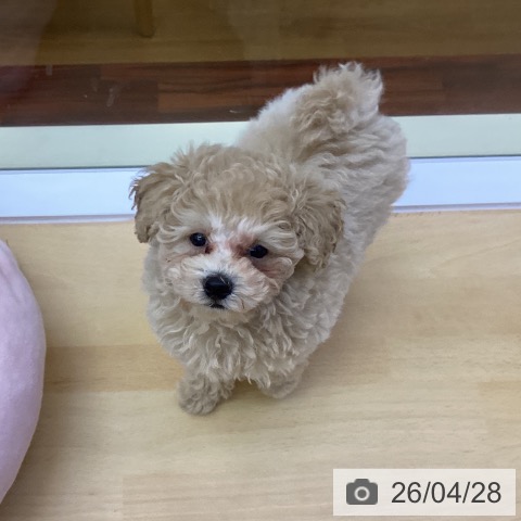 香川県のトイプードル(トイ) (ペットプラス 綾川店/2026年2月12日生まれ/男の子/ペールフォーン)の子犬の3枚目の画像