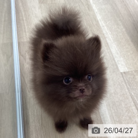 愛媛県のポメラニアン (ペットプラス 新居浜店/2026年2月17日生まれ/男の子/チョコレート)の子犬の4枚目の画像