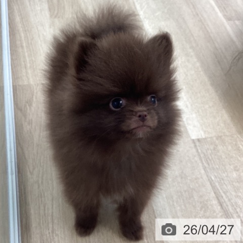 愛媛県のポメラニアン (ペットプラス 新居浜店/2026年2月17日生まれ/男の子/チョコレート)の子犬の3枚目の画像