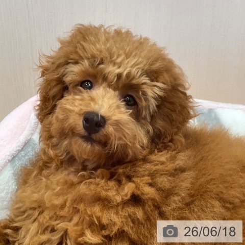 神奈川県のトイプードル(トイ) (ペットプラス 海老名店/2026年2月15日生まれ/女の子/アプリコット)の子犬の4枚目の画像