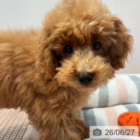 神奈川県のトイプードル(トイ) (ペットプラス 海老名店/2026年2月15日生まれ/女の子/アプリコット)の子犬の4枚目の画像
