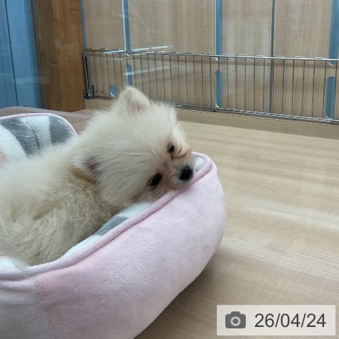 ポメラニアンの写真