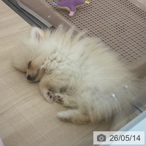 埼玉県のポメラニアン (ペッツワン 浦和美園店/2026年2月20日生まれ/男の子/クリーム)の子犬の3枚目の画像