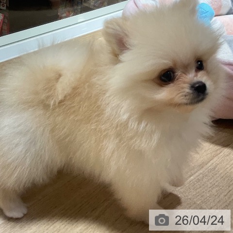 ポメラニアンの写真