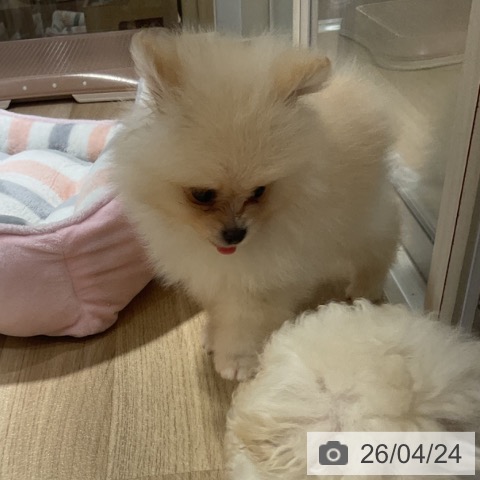 ポメラニアンの写真