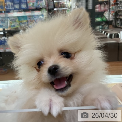 神奈川県のポメラニアン (ペットプラス 湘南平塚店/2026年2月20日生まれ/男の子/クリーム)の子犬の4枚目の画像
