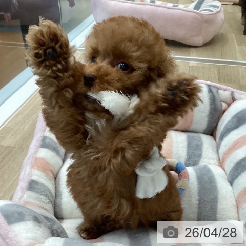 愛媛県のトイプードル(トイ) (ペットプラス 新居浜店/2026年2月19日生まれ/男の子/オレンジフォーン)の子犬の4枚目の画像