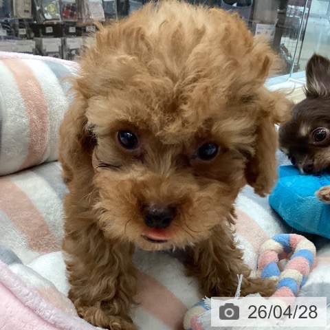 愛媛県のトイプードル(トイ) (ペットプラス 新居浜店/2026年2月19日生まれ/男の子/オレンジフォーン)の子犬の3枚目の画像