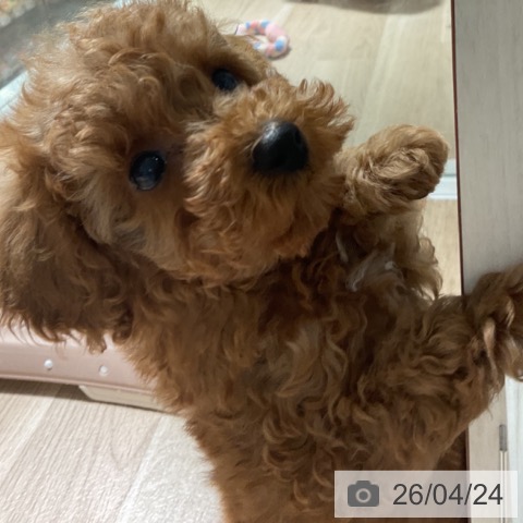 トイ・プードルの写真