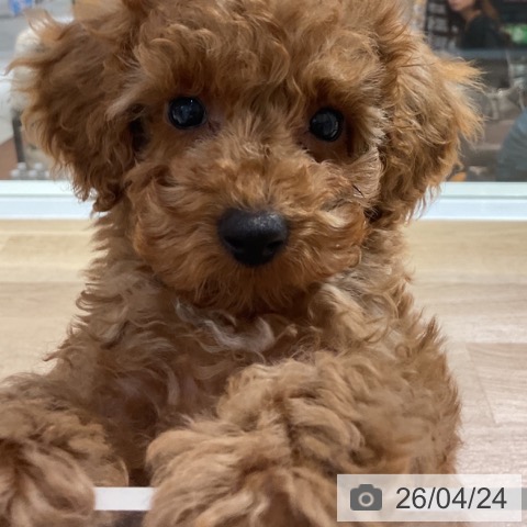 トイ・プードルの写真