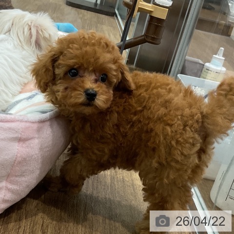 埼玉県のトイプードル(トイ) (ペッツワン 吉川美南店/2026年2月15日生まれ/女の子/レッドフォーン)の子犬の4枚目の画像