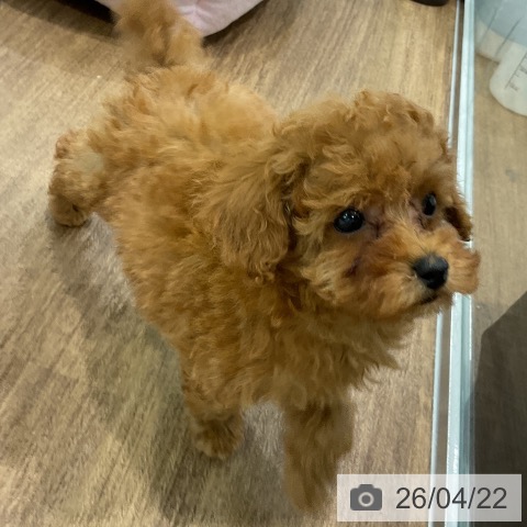 埼玉県のトイプードル(トイ) (ペッツワン 吉川美南店/2026年2月15日生まれ/女の子/レッドフォーン)の子犬の3枚目の画像