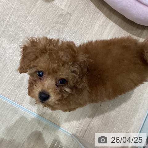 宮城県のトイプードル(トイ) (ペットプラス 名取店/2026年2月15日生まれ/女の子/レッドフォーン)の子犬の3枚目の画像