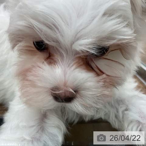 マルチーズの写真