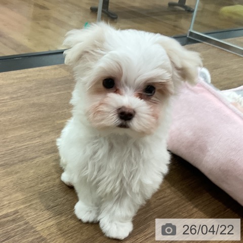 マルチーズの写真