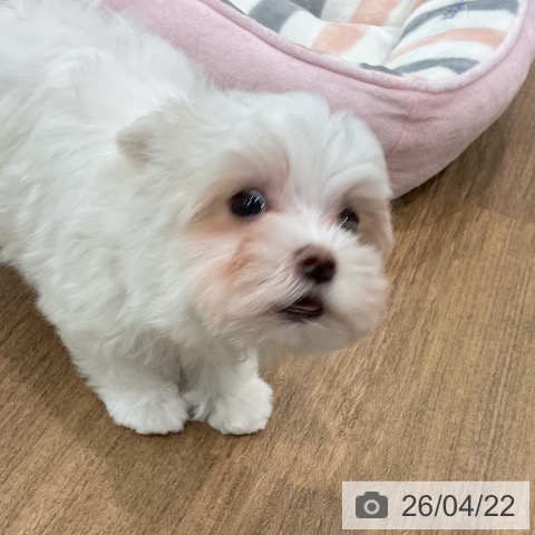 マルチーズの写真