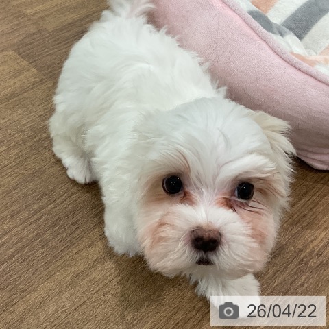 マルチーズの写真