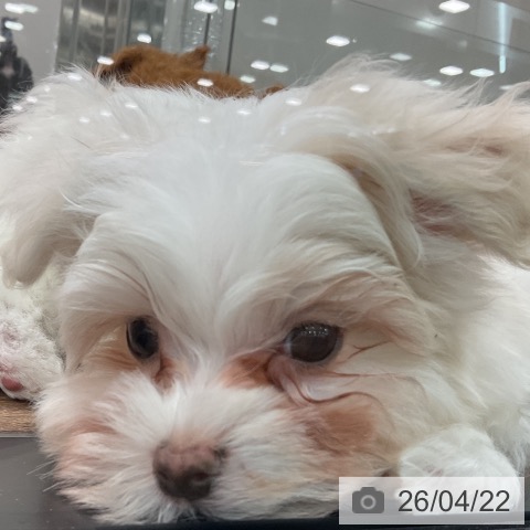 マルチーズの写真