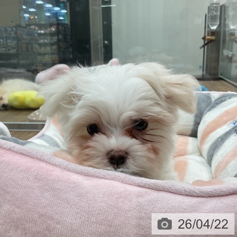 マルチーズの写真