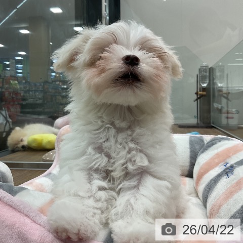 マルチーズの写真