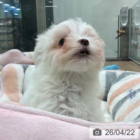 マルチーズの写真