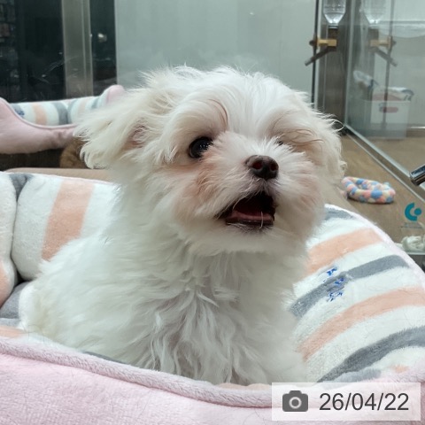 埼玉県のマルチーズ (ペッツワン 吉川美南店/2026年2月16日生まれ/男の子/ホワイト)の子犬の4枚目の画像