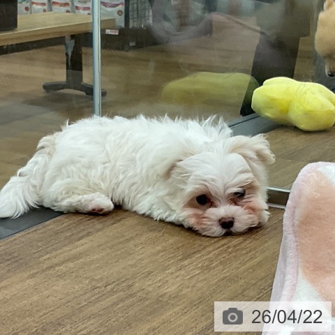 マルチーズの写真