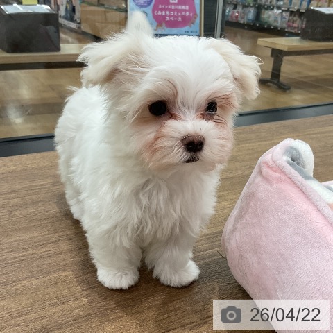 埼玉県のマルチーズ (ペッツワン 吉川美南店/2026年2月16日生まれ/男の子/ホワイト)の子犬の3枚目の画像