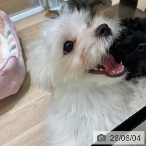 マルチーズの写真