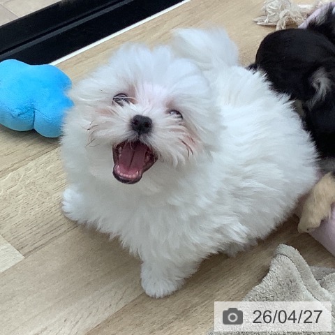 神奈川県のマルチーズ (ペットプラス 武蔵小杉店/2026年2月16日生まれ/女の子/ホワイト)の子犬の3枚目の画像