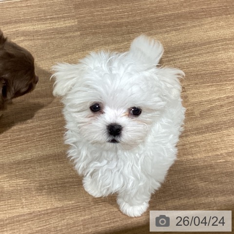 鳥取県のマルチーズ (ペッツワン 日吉津店/2026年2月16日生まれ/女の子/ホワイト)の子犬の4枚目の画像