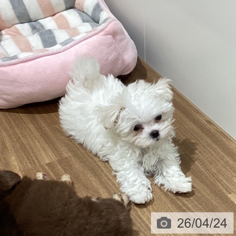 鳥取県のマルチーズ (ペッツワン 日吉津店/2026年2月16日生まれ/女の子/ホワイト)の子犬の3枚目の画像