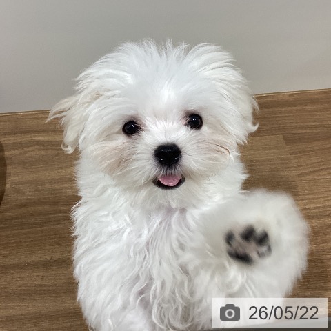 鳥取県のマルチーズ (ペッツワン 日吉津店/2026年2月16日生まれ/女の子/ホワイト)の子犬の4枚目の画像