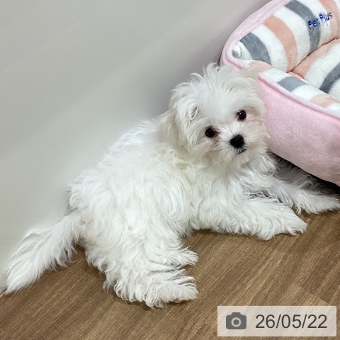 鳥取県のマルチーズ (ペッツワン 日吉津店/2026年2月16日生まれ/女の子/ホワイト)の子犬の3枚目の画像