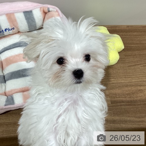 鳥取県のマルチーズ (ペッツワン 日吉津店/2026年2月16日生まれ/女の子/ホワイト)の子犬の3枚目の画像