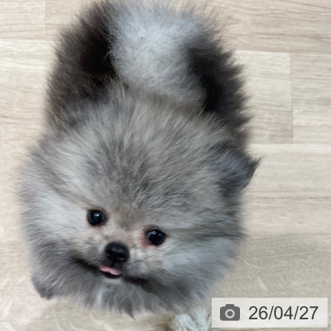 東京都のポメラニアン (ペットプラス 大井町トラックス店/2026年2月20日生まれ/男の子/クリームセーブル)の子犬の4枚目の画像