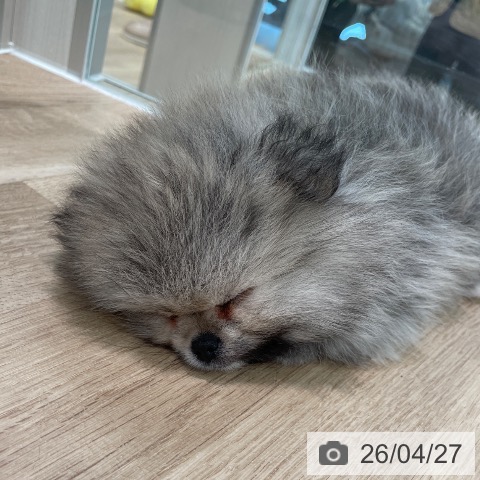 東京都のポメラニアン (ペットプラス 大井町トラックス店/2026年2月20日生まれ/男の子/クリームセーブル)の子犬の3枚目の画像