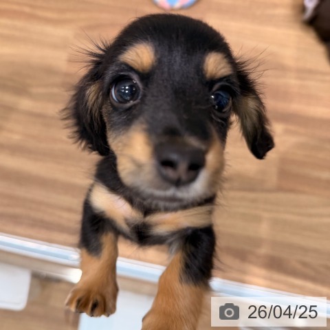 岡山県のミニチュアダックスフンド(ロング) (ペッツワン 岡山南店/2026年2月20日生まれ/女の子/ブラックタン)の子犬の4枚目の画像